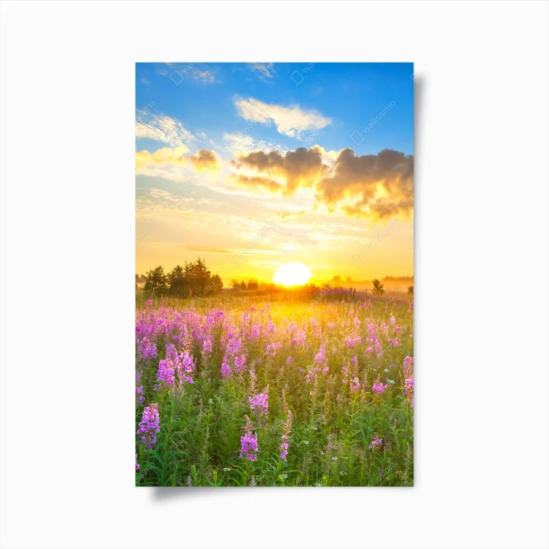 Poster sonnenaufgang über violetter wildblumenwiese
