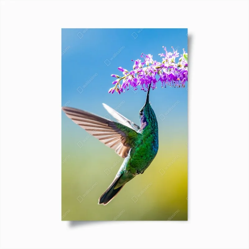 Poster kolibri an violetter blüte