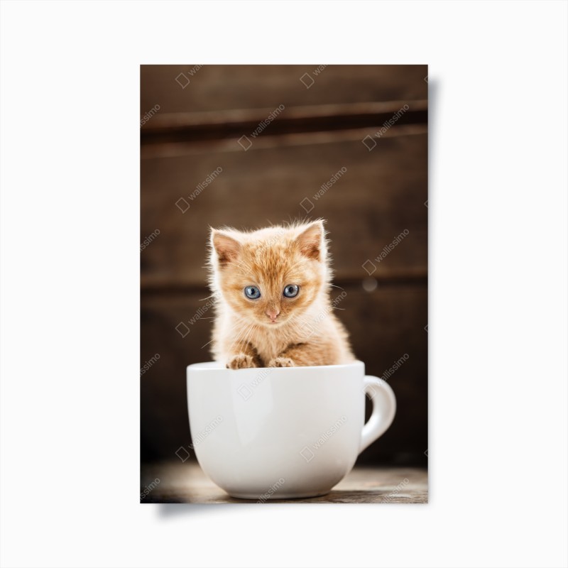 Poster rötliches kätzchen in einer teetasse
