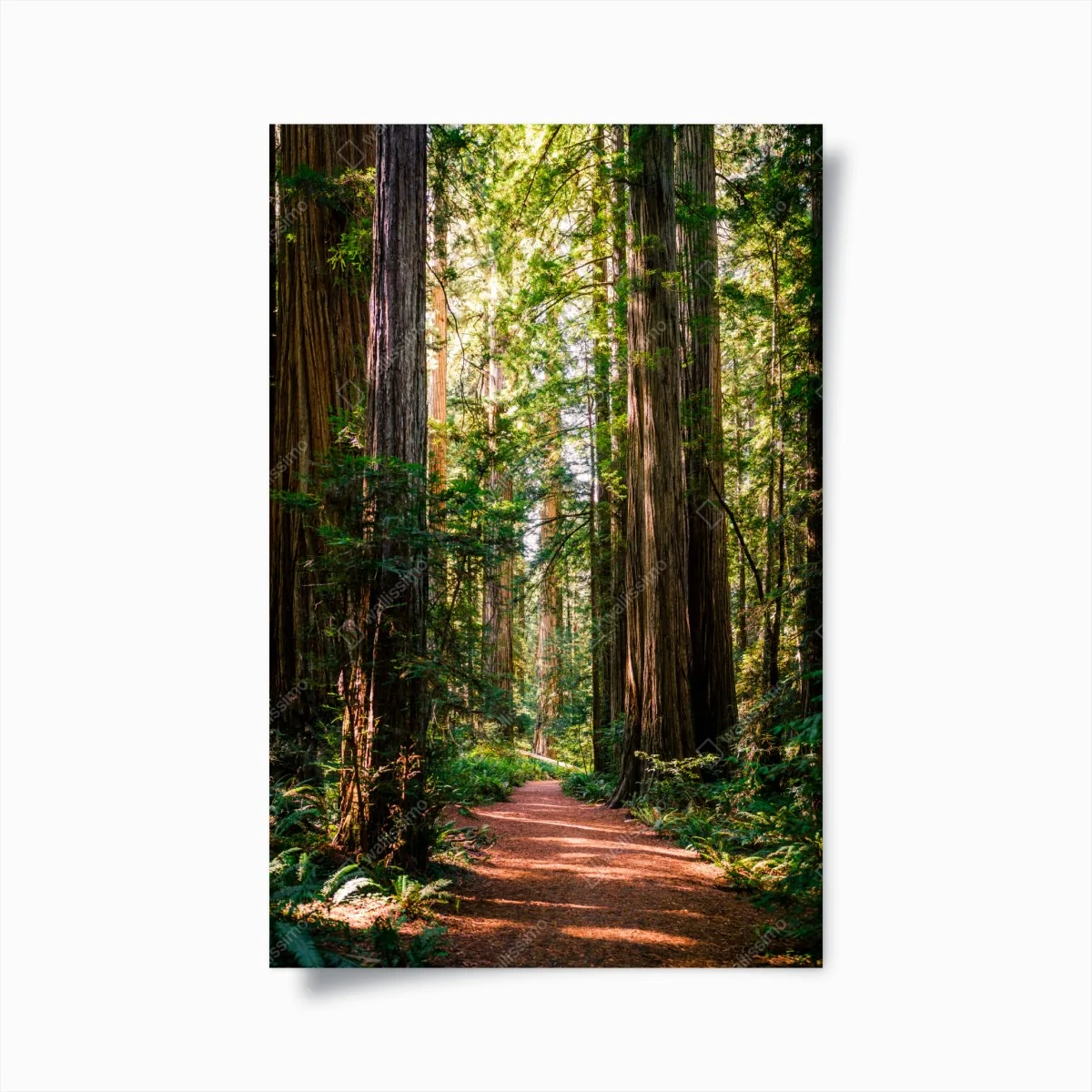 Poster majestätischer weg im sekwoienwald – Wallnifity®