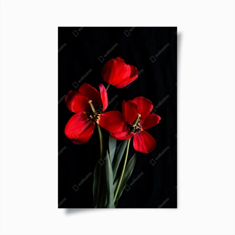 Poster drei rote tulpen vor schwarzem hintergrund