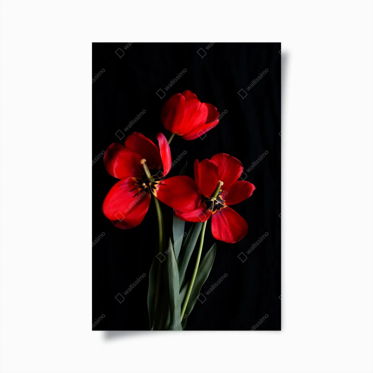 Poster drei rote tulpen vor schwarzem hintergrund – Wallnifity®