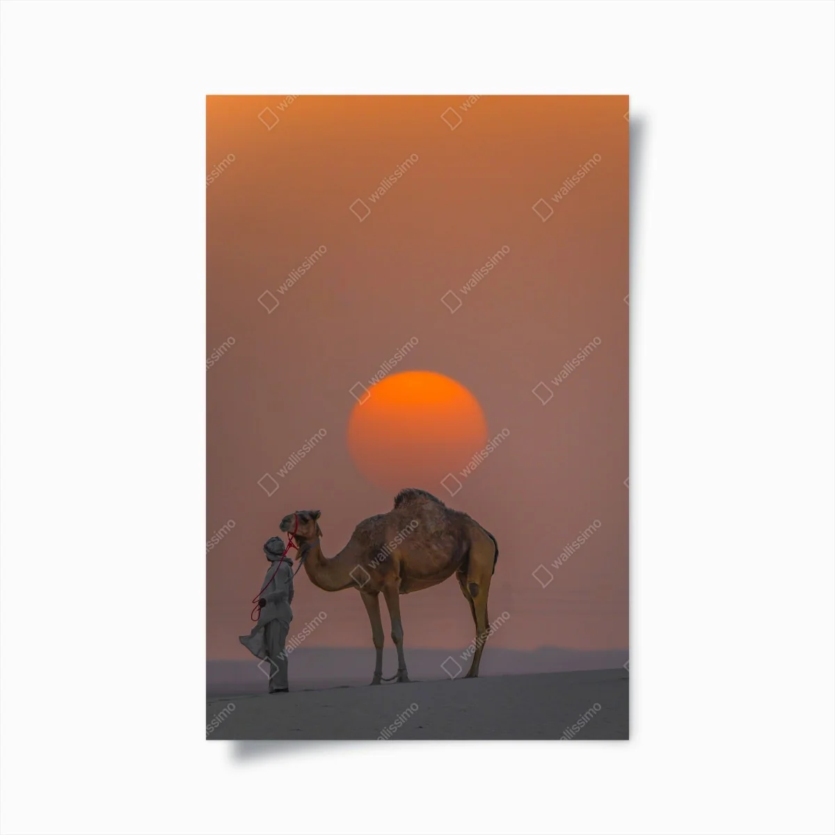 Poster kamel vor sonnenuntergang in der wüste – Wallnifity®