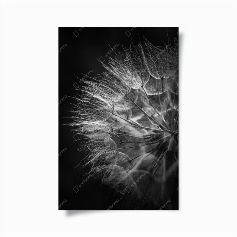 Poster rosa nelken vor schwarzem hintergrund – Wallnifity®