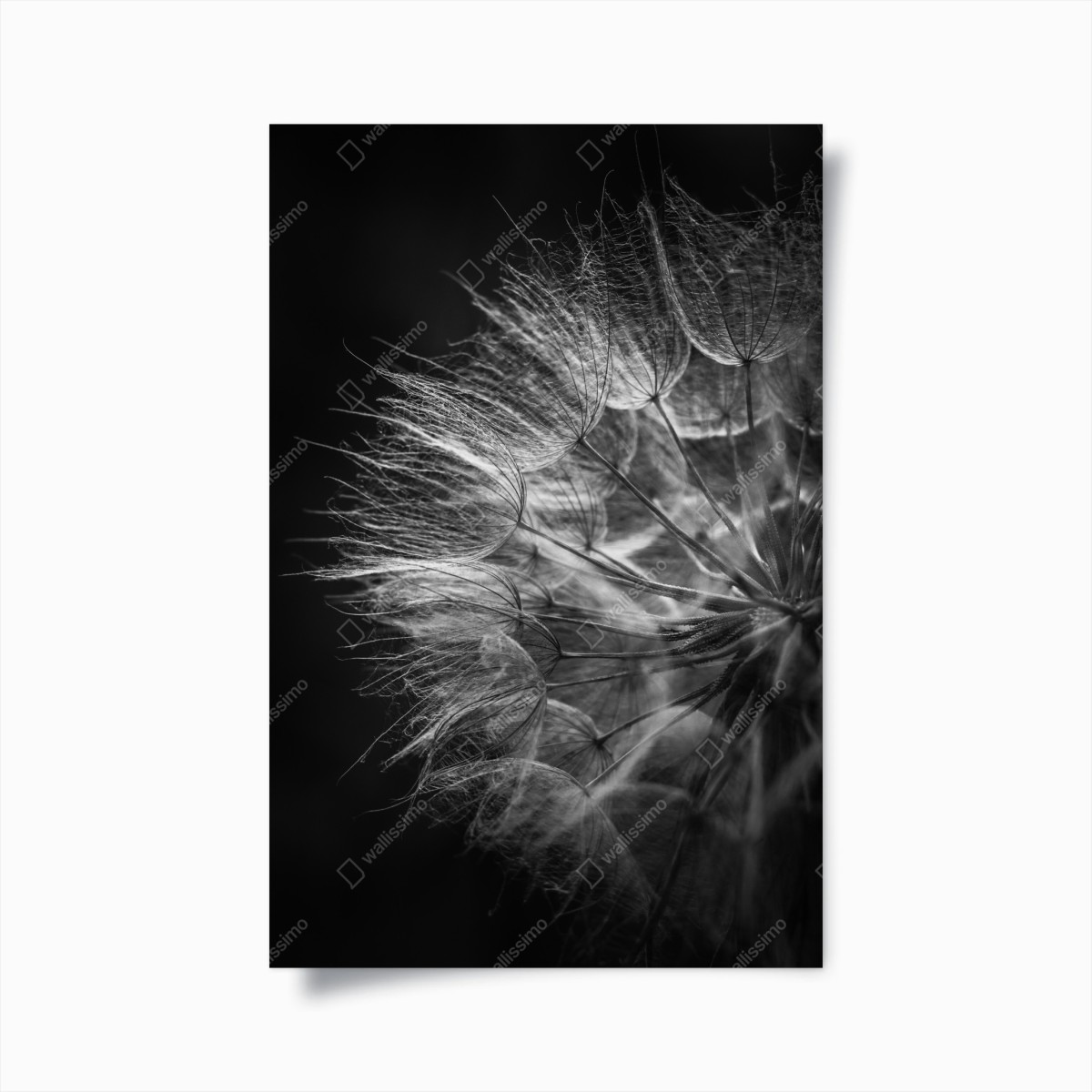 Poster zarter löwenzahn in monochrom – Wallnifity®