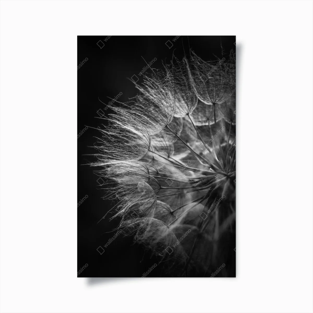 Poster zarter löwenzahn in monochrom – Wallnifity® Poster zarter löwenzahn in monochrom – Wallnifity®