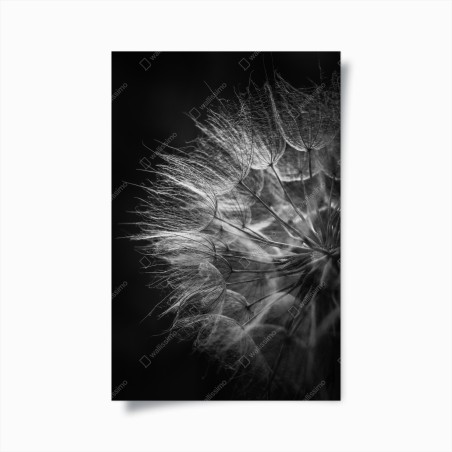 Poster zarter löwenzahn in monochrom – Wallnifity®