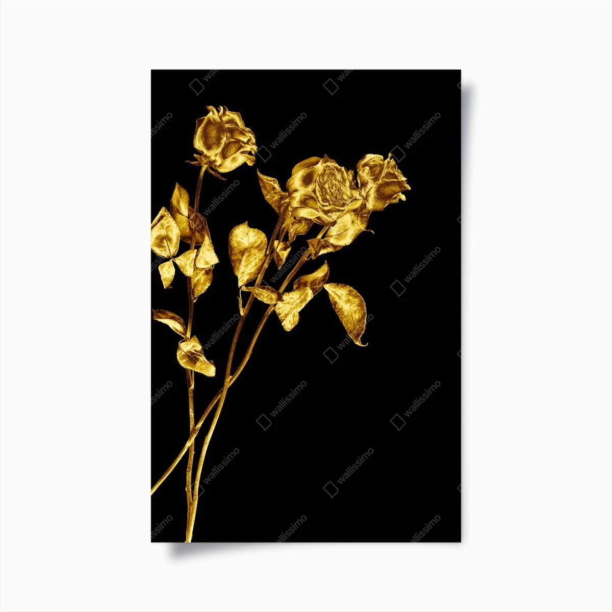 Poster goldene rosen vor schwarzem hintergrund – Wallnifity® Poster goldene rosen vor schwarzem hintergrund – Wallnifity®