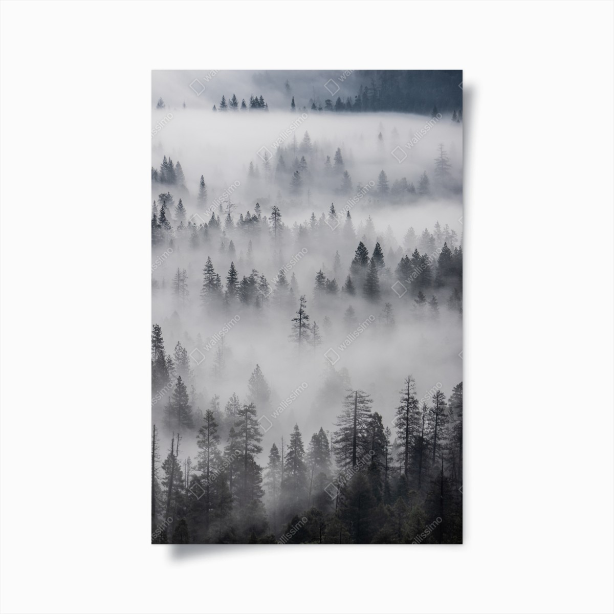 Poster nebeliger kiefernwald – Wallnifity®