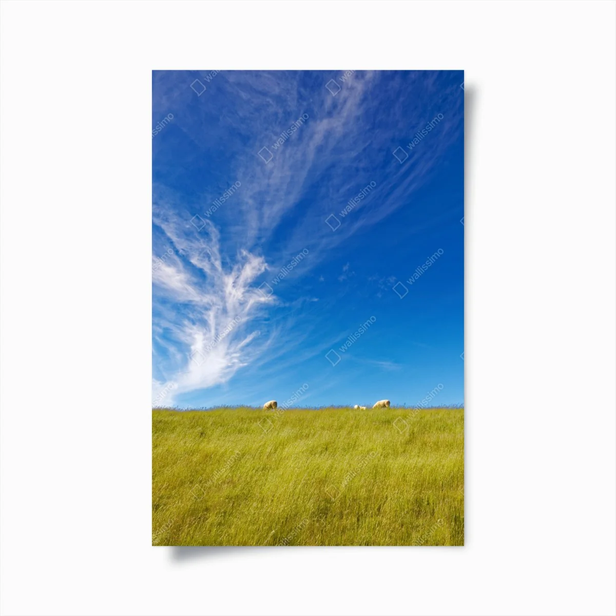 Poster ruhige wiese unter blauem himmel – Wallnifity® Poster ruhige wiese unter blauem himmel – Wallnifity®