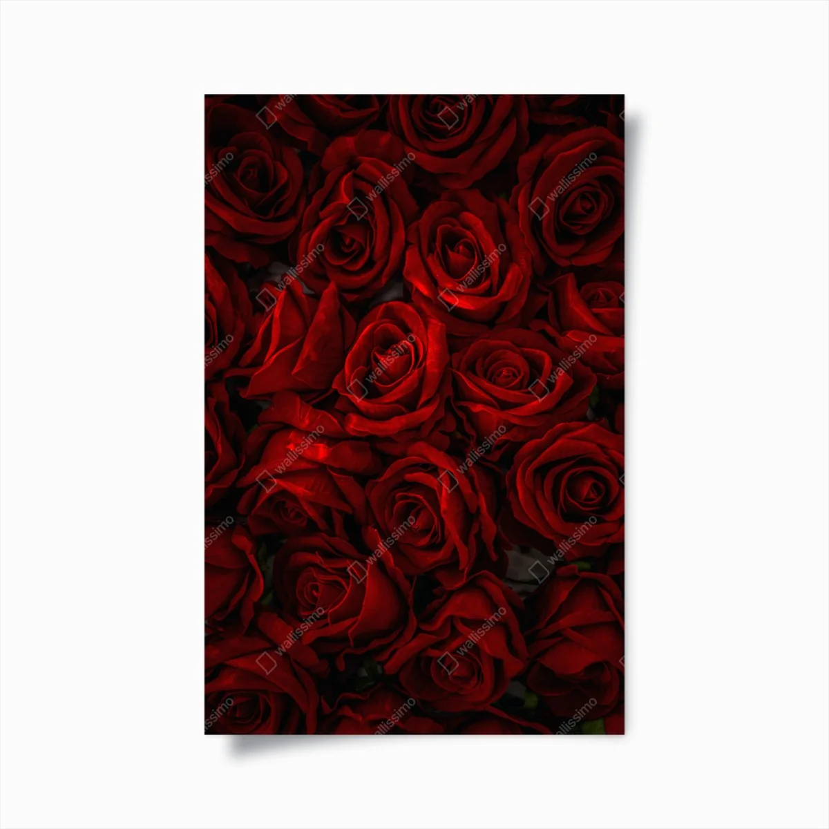 Poster intensive rote rosen nahaufnahme – Wallnifity® Poster intensive rote rosen nahaufnahme – Wallnifity®