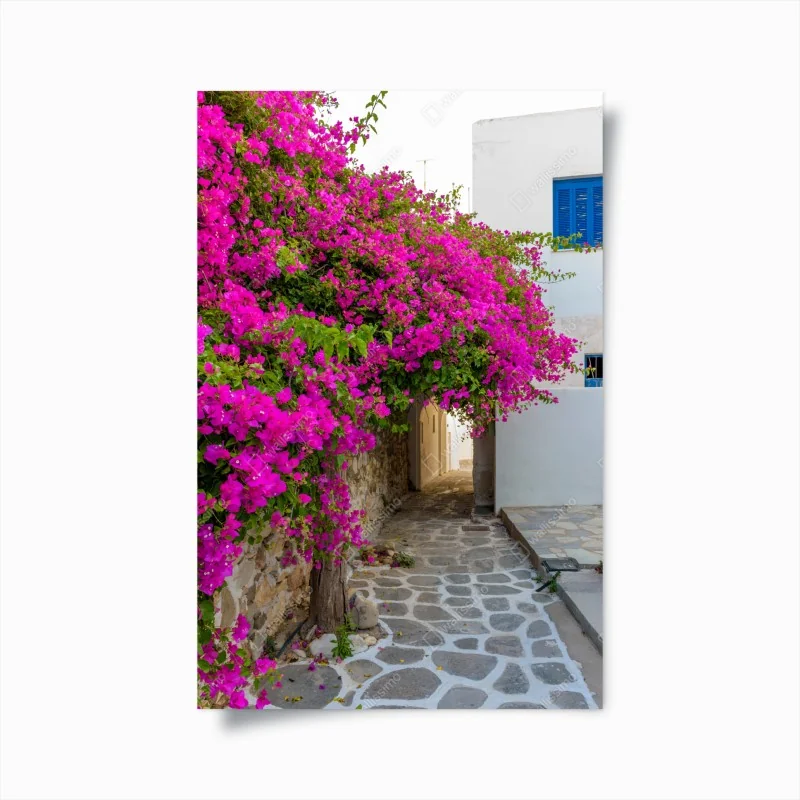 Poster blühende bougainvillea in Naousa gasse