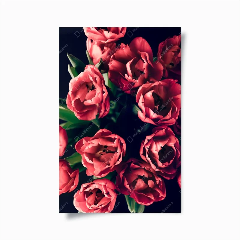 Poster stimmungsvolles rosa tulpenbukett – Wallnifity® Poster stimmungsvolles rosa tulpenbukett – Wallnifity®