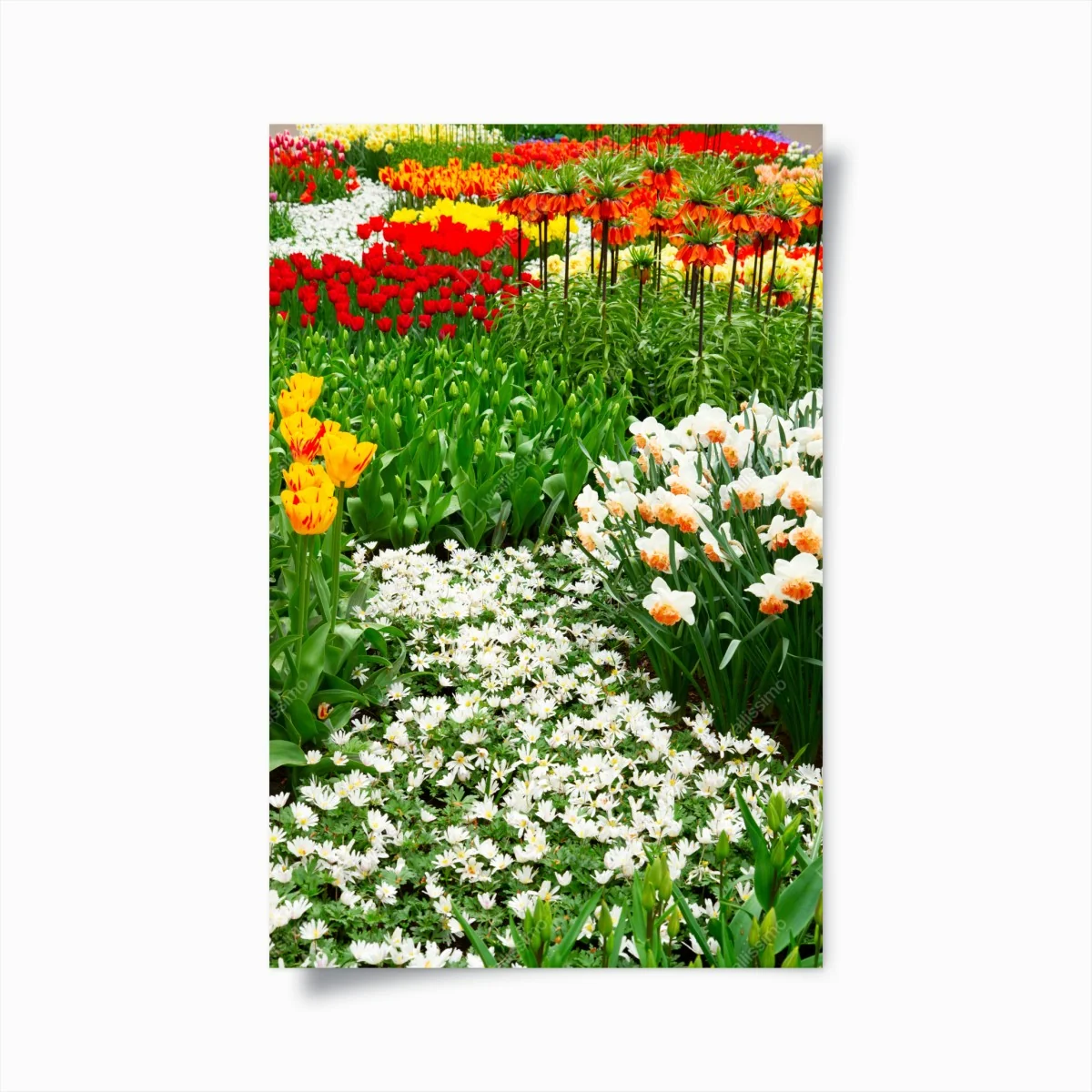 Poster lebendiger frühlingsblumengarten – Wallnifity® Poster lebendiger frühlingsblumengarten – Wallnifity®