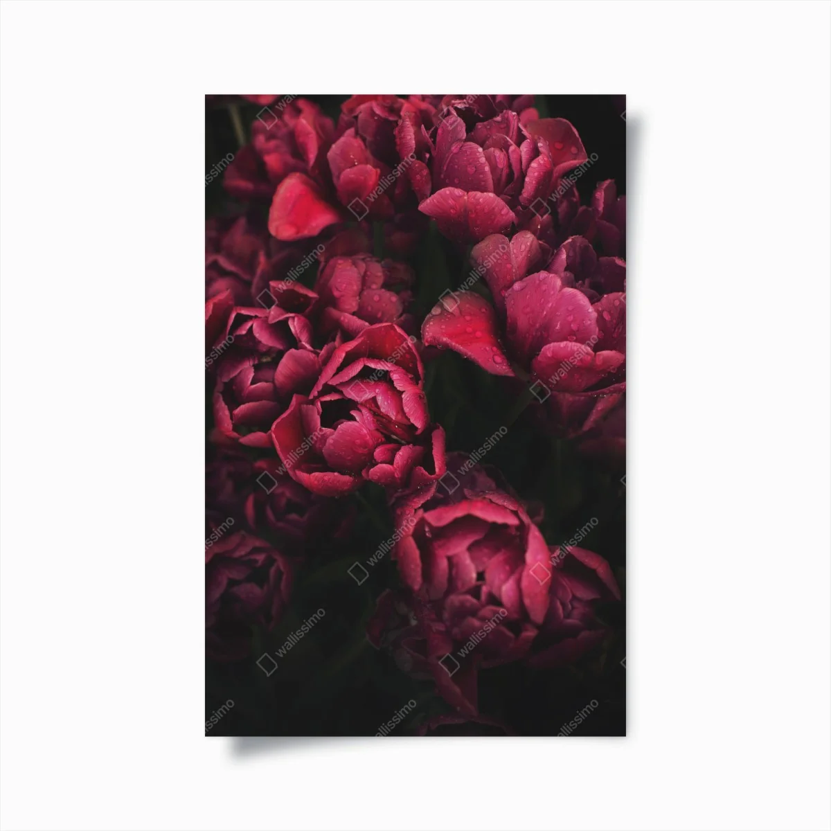 Poster tiefrote blüten mit wassertropfen – Wallnifity® Poster tiefrote blüten mit wassertropfen – Wallnifity®