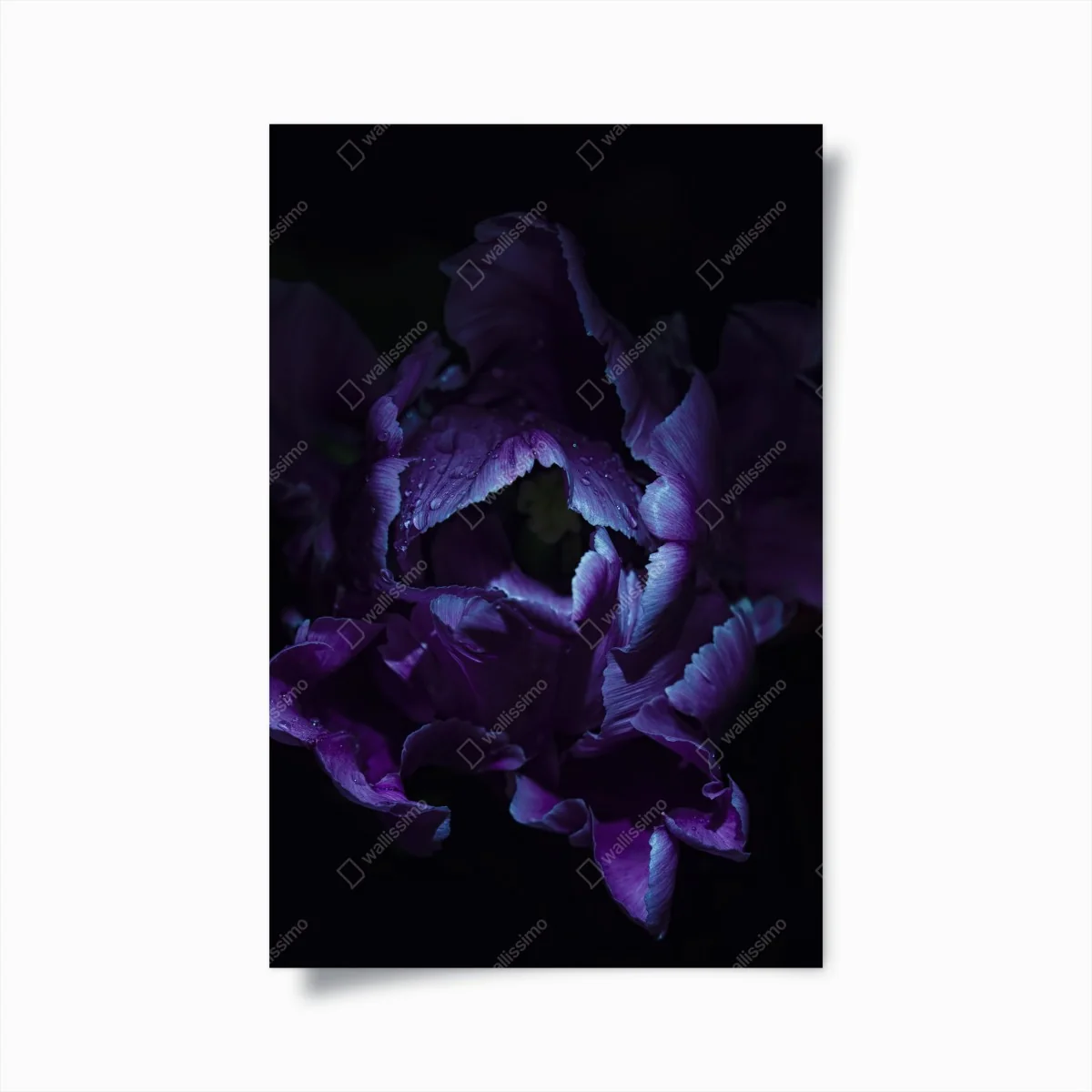 Poster lila tulpe im ultravioletten licht – Wallnifity® Poster lila tulpe im ultravioletten licht – Wallnifity®