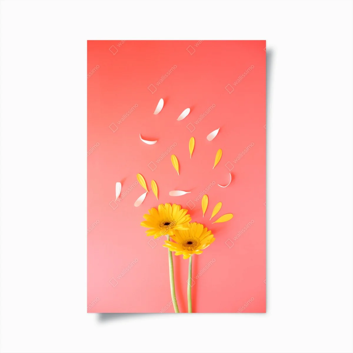 Poster sonnige gelbe gerbera auf korallfarbenem hintergrund – Wallnifity® Poster sonnige gelbe gerbera auf korallfarbenem hintergrund – Wallnifity®