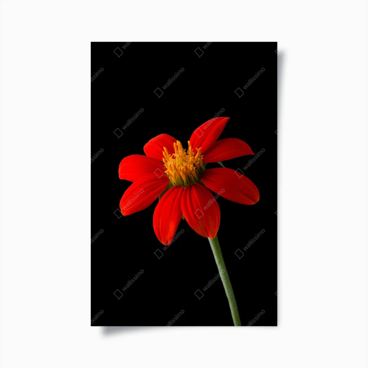 Poster leuchtende mexikanische sonnenblume auf schwarzem hintergrund – Wallnifity® Poster leuchtende mexikanische sonnenblume auf schwarzem hintergrund – Wallnifity®