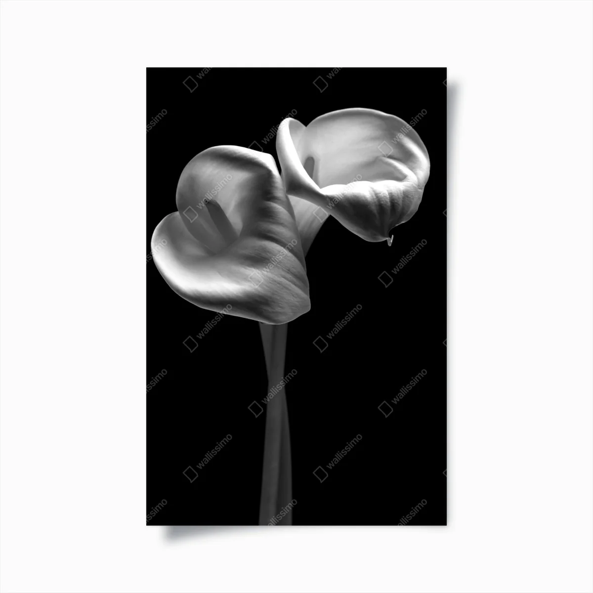 Poster elegante calla-blüten in monochrom – Wallnifity® Poster elegante calla-blüten in monochrom – Wallnifity®