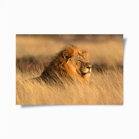 Poster majestätischer löwe im hohen gras – Wallnifity®
