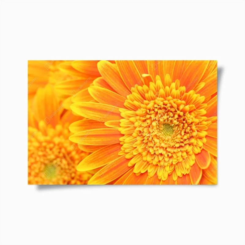 Poster leuchtende orange gerbera in makro