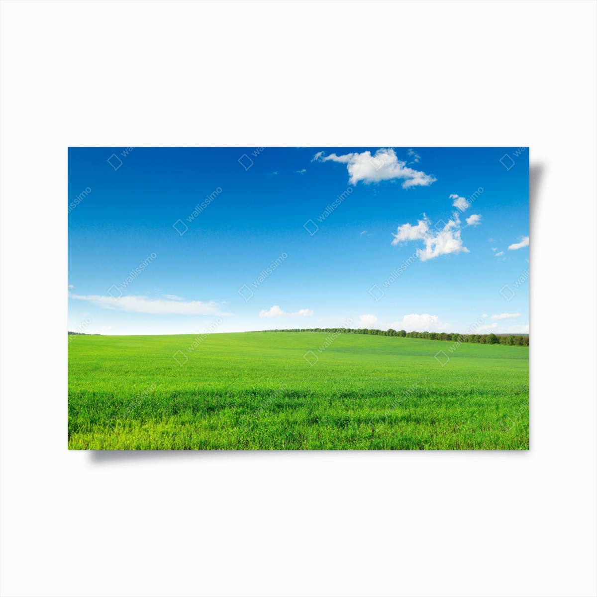 Poster ruhige grüne wiese unter blauem himmel – Wallnifity®