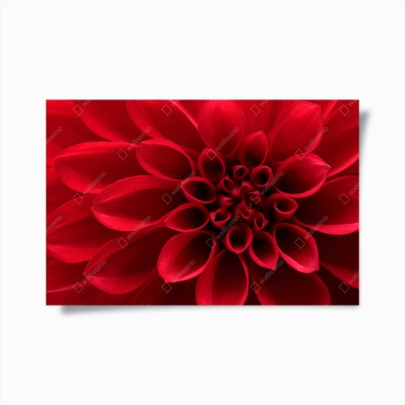 Poster nahaufnahme einer roten dahlie – Wallnifity®