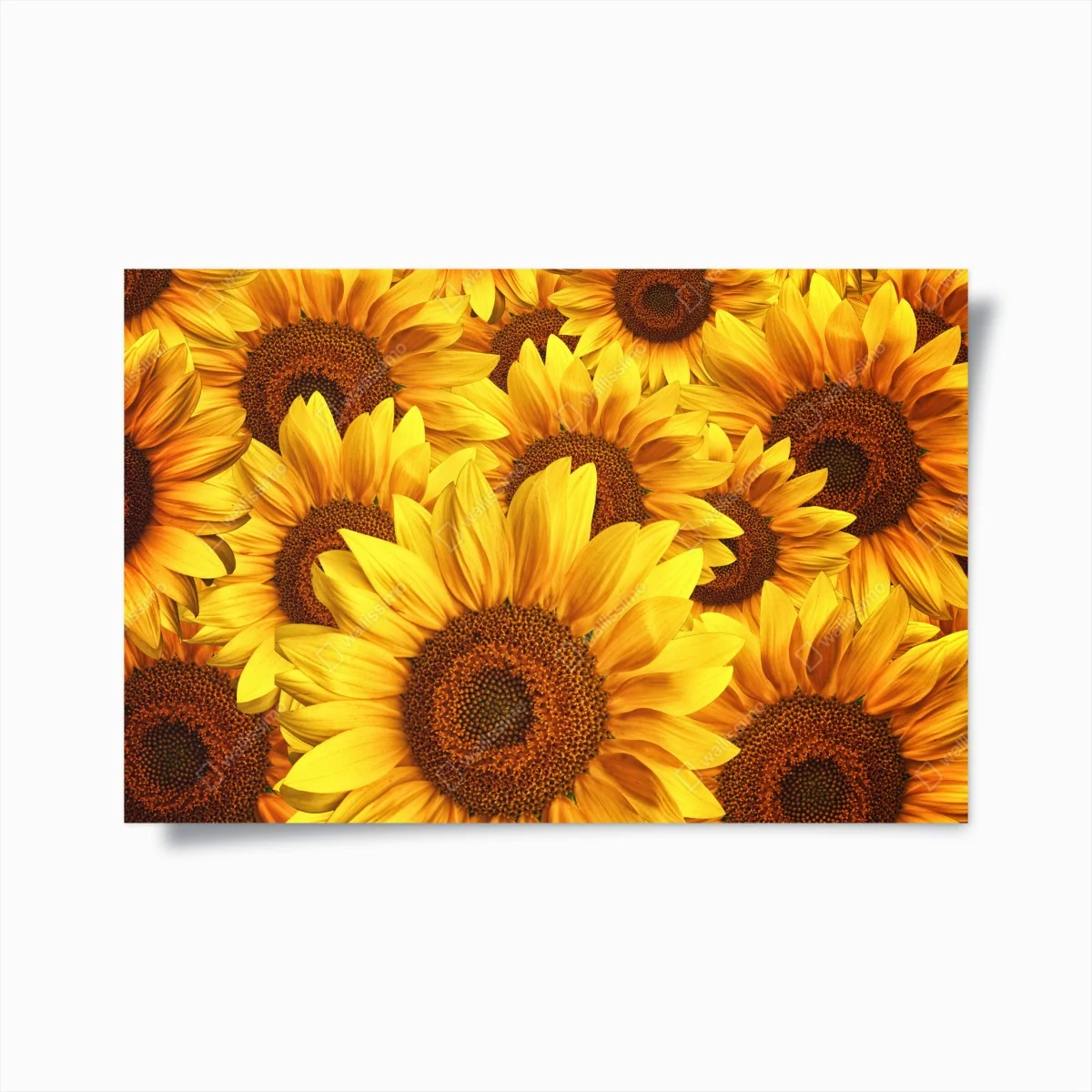 Poster goldene sonnenblumen – Wallnifity® Poster goldene sonnenblumen – Wallnifity®