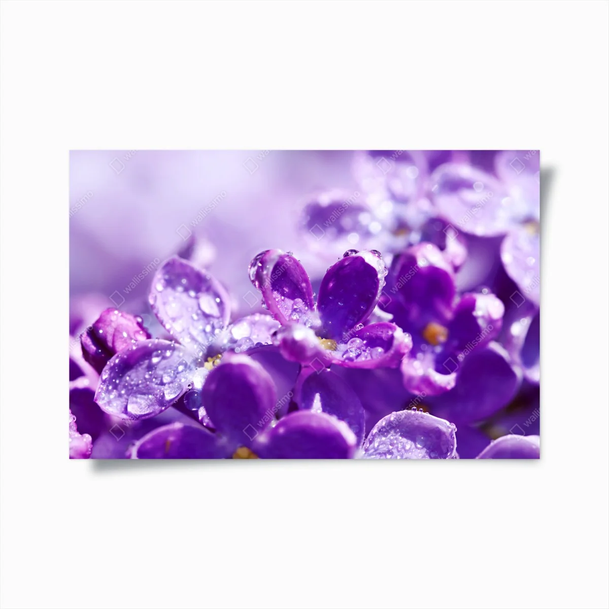 Poster lila fliederblüte mit tau – Wallnifity®