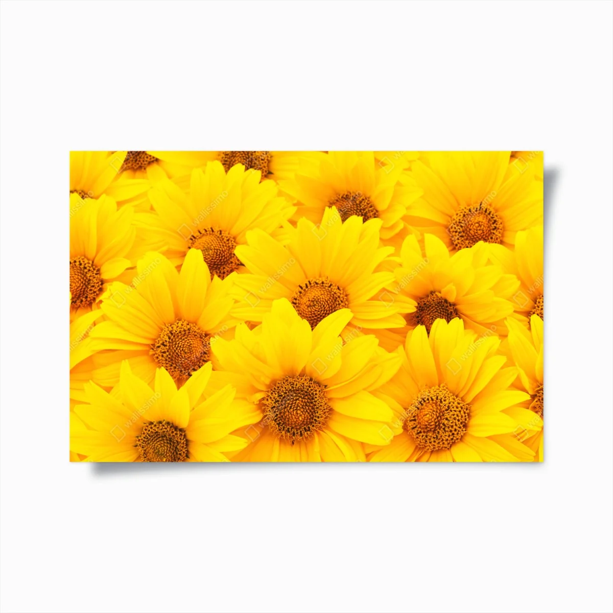 Poster leuchtende gelbe sonnenblumen in nahaufnahme – Wallnifity® Poster leuchtende gelbe sonnenblumen in nahaufnahme – Wallnifity®