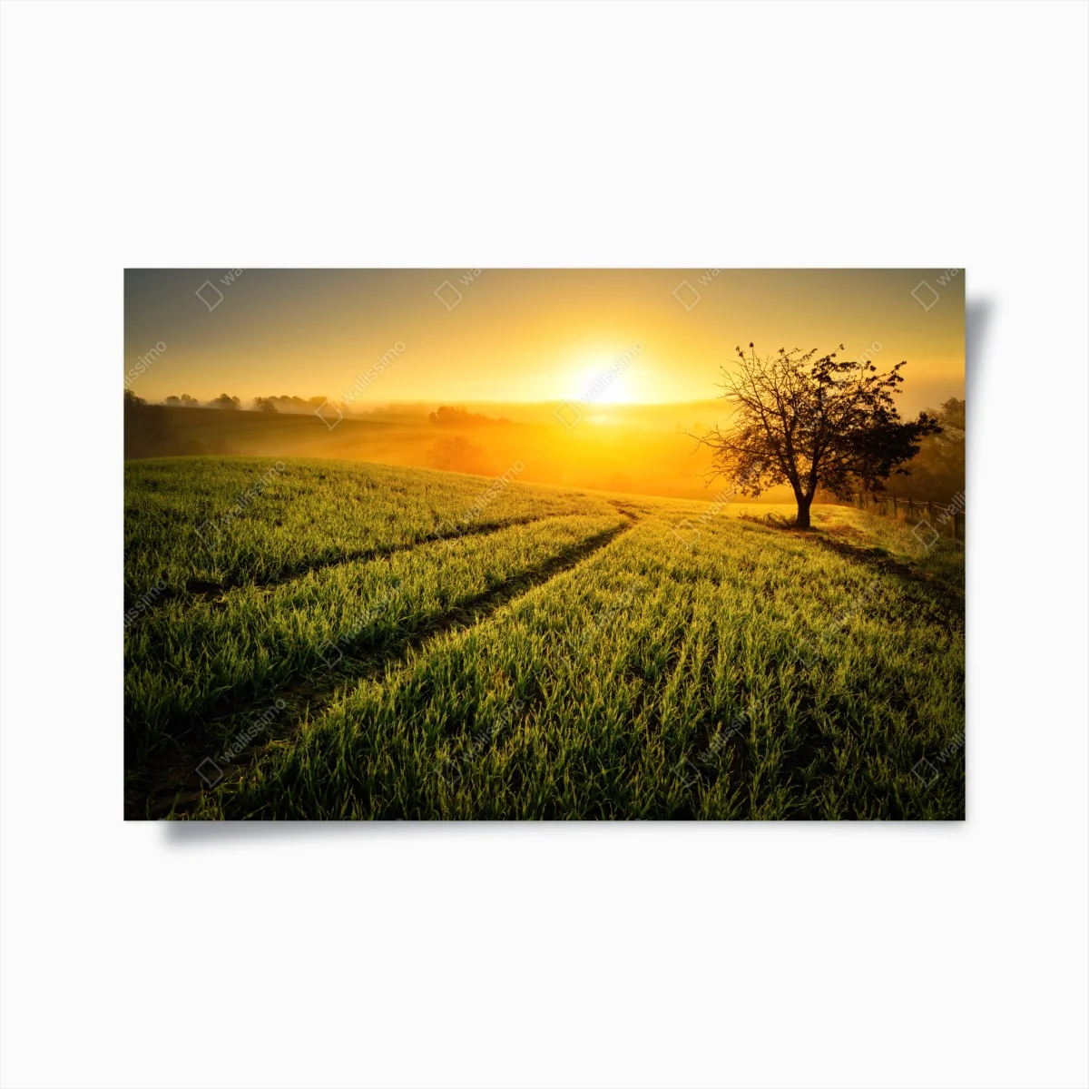 Poster sonnenbeschienene wiese im frühlicht – Wallnifity®