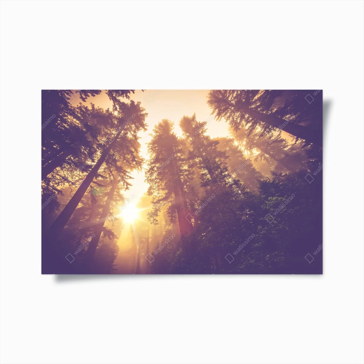 Poster nebeliger mamutbaumwald im goldenen vintagelicht – Wallnifity® Poster nebeliger mamutbaumwald im goldenen vintagelicht – Wallnifity®