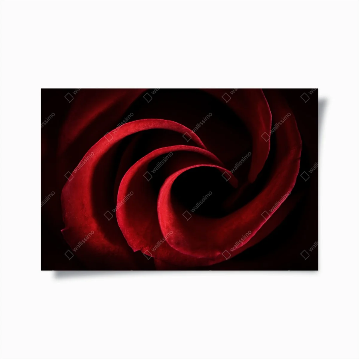 Poster spirale aus tiefroten rosenblättern – Wallnifity®