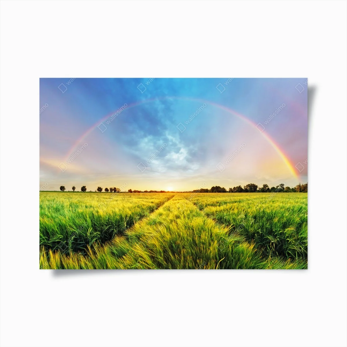 Poster regenbogen über goldenem weizenfeld bei sonnenuntergang – Wallnifity®