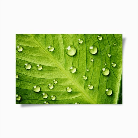 Poster frisches grünes blatt mit wassertropfen – Wallnifity®