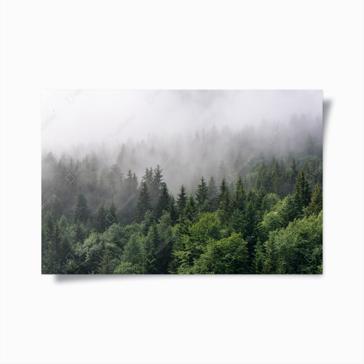 Poster nebliger immergrüner wald panorama – Wallnifity®