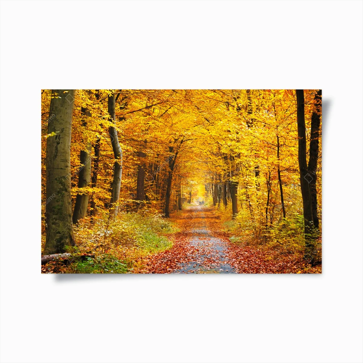 Poster goldener herbstwald pfad – Wallnifity®