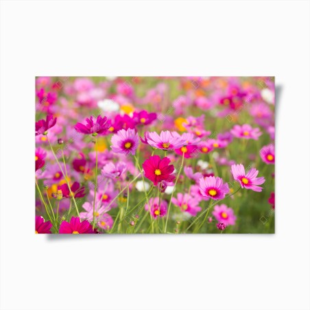 Poster rosa kosmeenwiese in blüte – Wallnifity®