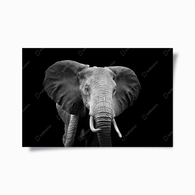 Poster majestätisches elefantenporträt in monochrom