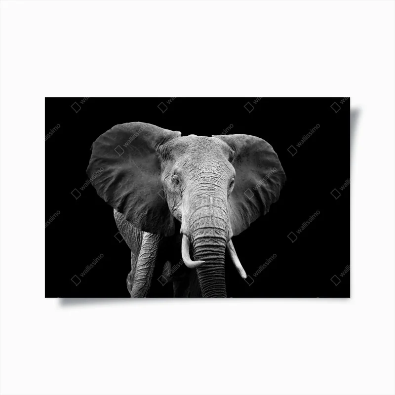 Poster majestätisches elefantenporträt in monochrom