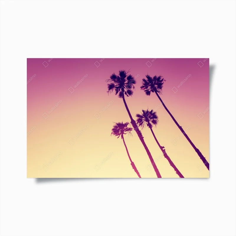 Poster kalifornische palmen bei Sunset Cliffs