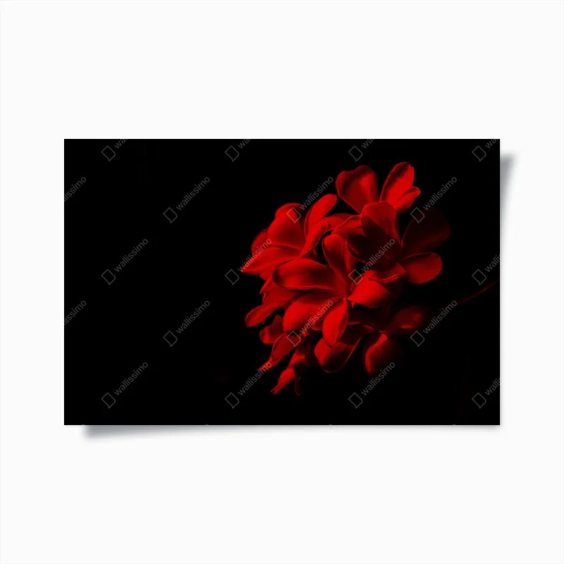 Poster elegantes anthurium vor rotem hintergrund – Wallnifity®