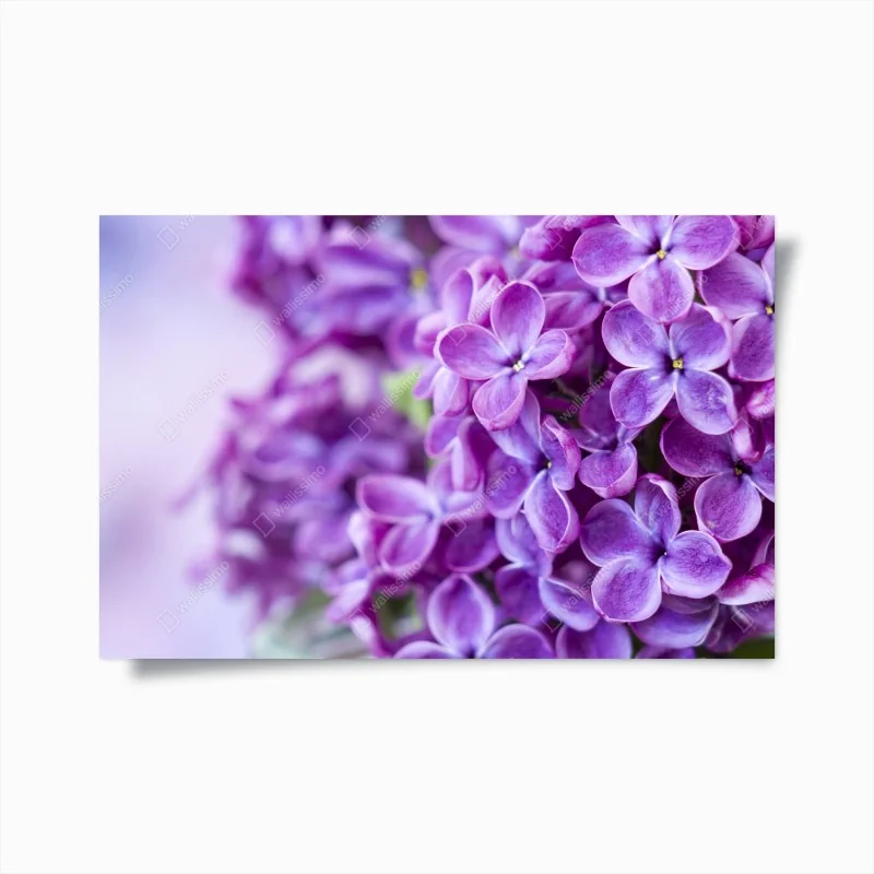 Poster anmutiges rosa flamingo-porträt – Wallnifity®