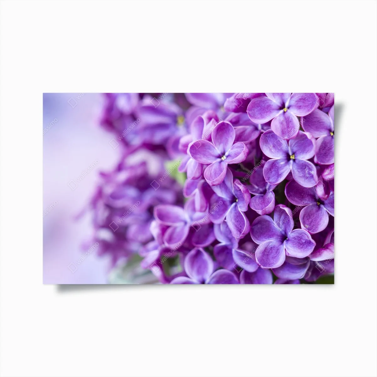 Poster lila fliederblüten nahaufnahme – Wallnifity®