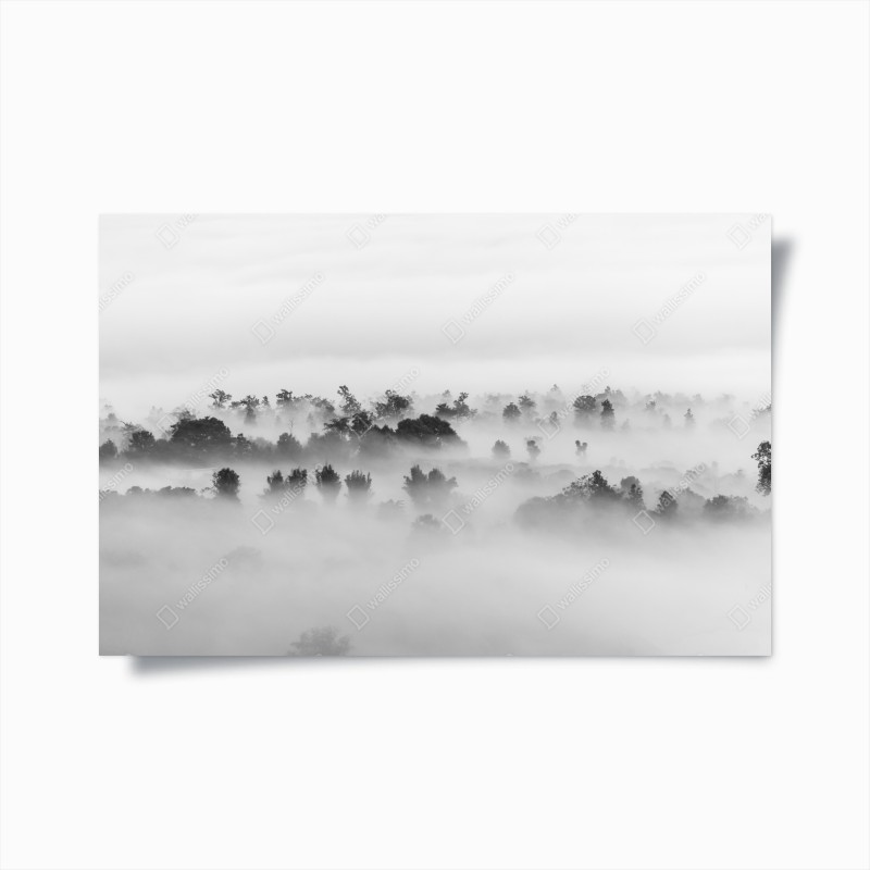 Poster nebliger wald in monochrom