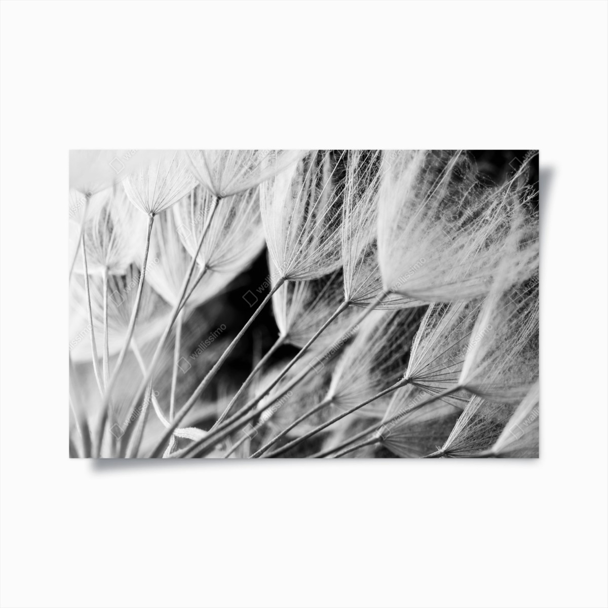 Poster zarte nahaufnahme von löwenzahnsamen in monochrom – Wallnifity® Poster zarte nahaufnahme von löwenzahnsamen in monochrom – Wallnifity®