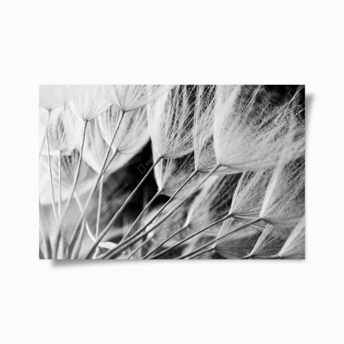 Poster zarte nahaufnahme von löwenzahnsamen in monochrom – Wallnifity®