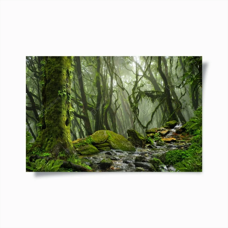 Poster moosiger wald mit bach im nebel