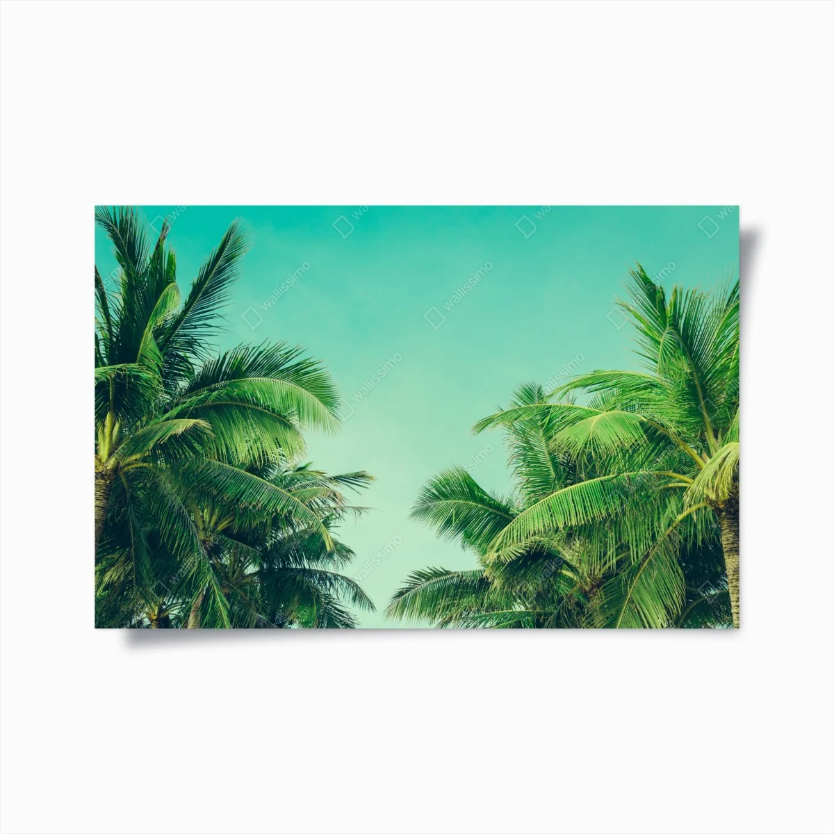 Poster tropisches palmendach unter türkisfarbenem himmel – Wallnifity®