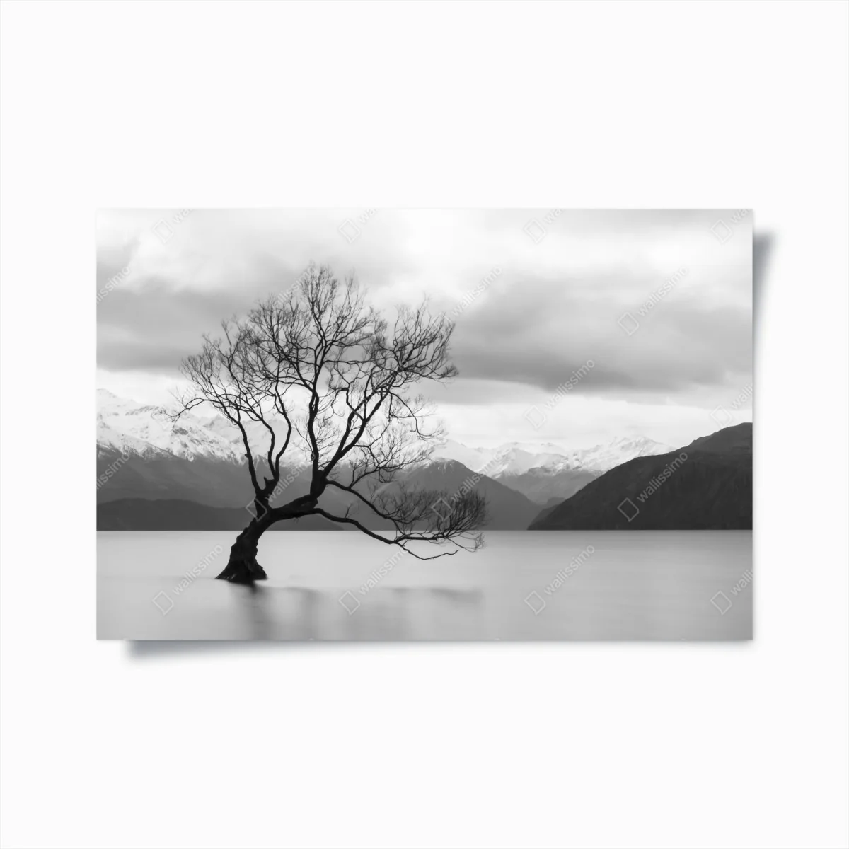 Poster einsamer baum im see in schwarzweiß – Wallnifity®